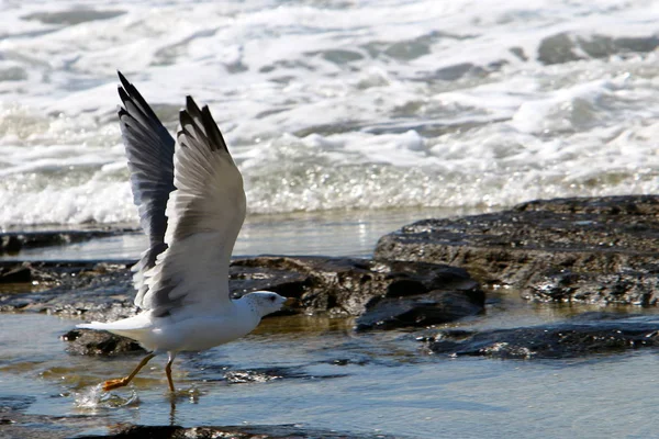 Чайки на березі Середземного моря — стокове фото