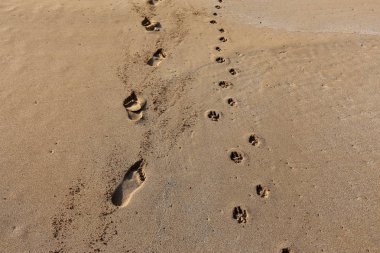 Kumda ayak izleri 