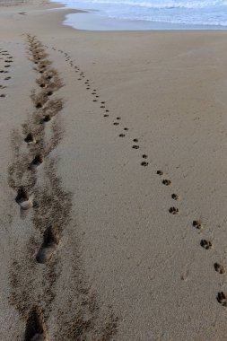 Kumda ayak izleri 