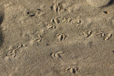 Kumda ayak izleri 