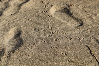 Kumda ayak izleri 