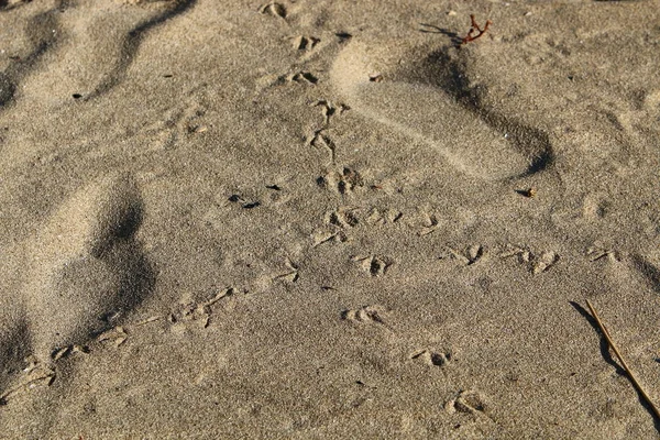 Fußabdrücke im Sand — Stockfoto