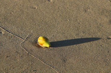 Natürmort cansız nesneler bir görüntüsüdür 