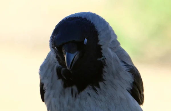 Die Fähigkeit zu fliegen ist das Hauptmerkmal von Vögeln — Stockfoto