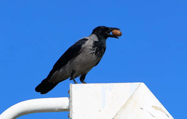 Capacidad de volar es la característica principal de las aves —  Fotos de Stock