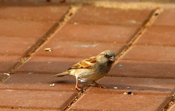 La capacité de voler est la principale caractéristique des oiseaux — Photo