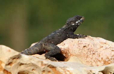 Kertenkele bir taşa oturur 