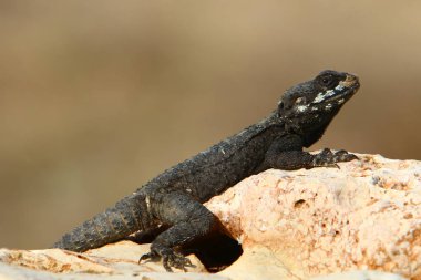 Kertenkele bir taşa oturur 