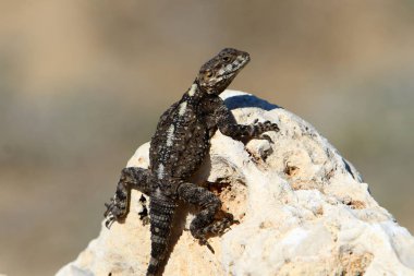 Kertenkele bir taşa oturur 