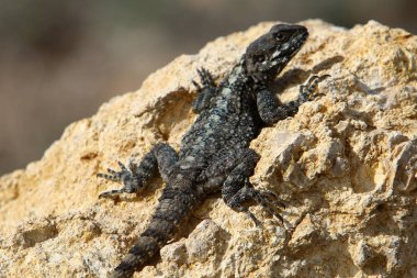 Kertenkele bir taşa oturur 