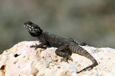 Kertenkele bir taşa oturur 