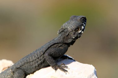 Kertenkele bir taşa oturur 