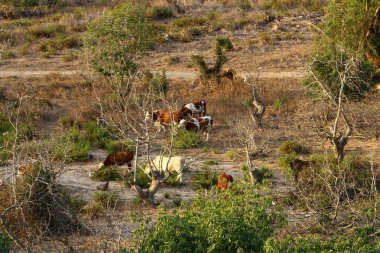 Bir inek çayırda otluyor. 