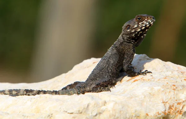 The lizard sits on a rock — Stock Photo, Image