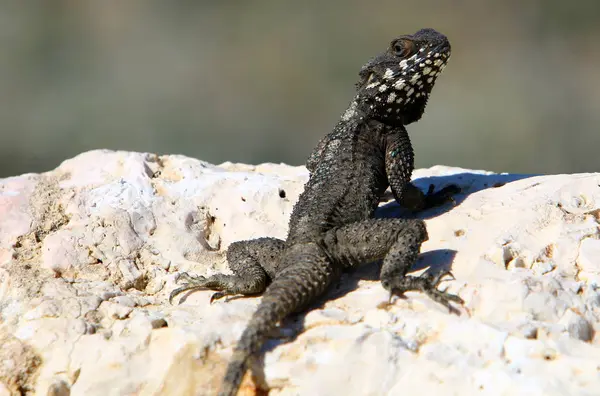 Die Eidechse sitzt auf einem Felsen — Stockfoto