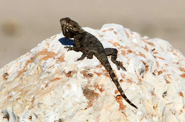 Ödlan sitter på en sten — Stockfoto