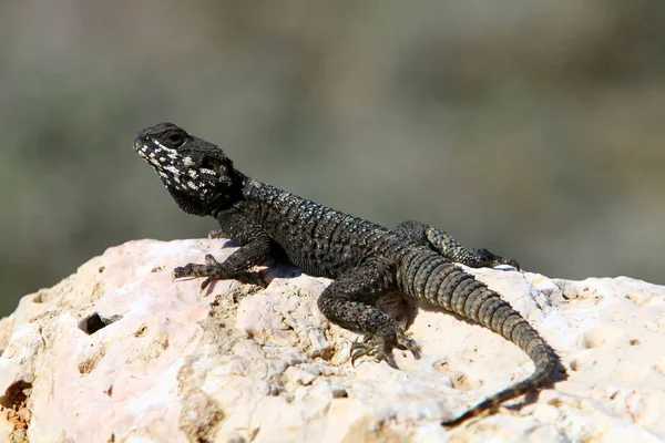 Kertenkele bir taşa oturur 