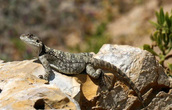 Kertenkele bir taşa oturur — Stok fotoğraf