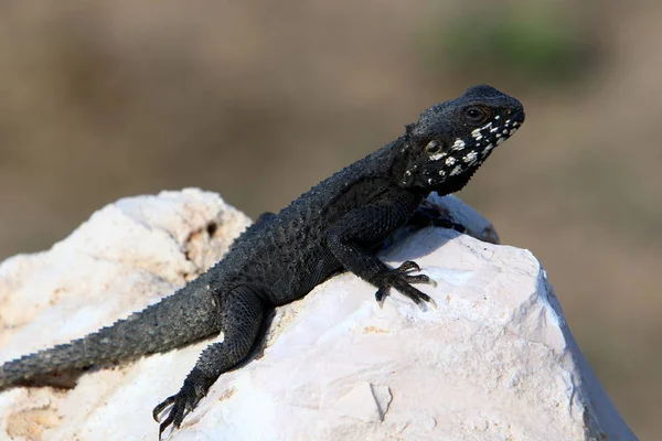 O lagarto senta-se em uma rocha — Fotografia de Stock