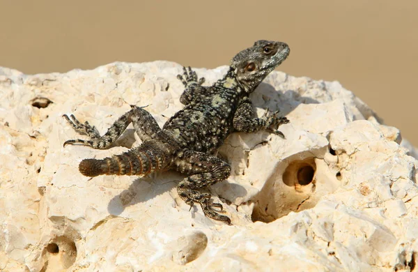 De hagedis zit op een rots — Stockfoto