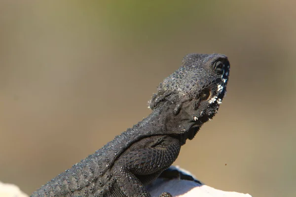 O lagarto senta-se em uma rocha — Fotografia de Stock