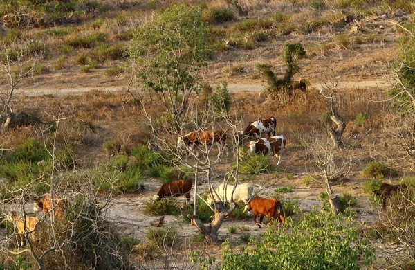 牛は牧草地で放牧されている — ストック写真