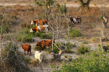 Bir inek çayırda otluyor. 