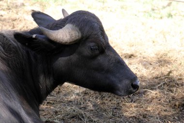 Bir inek çayırda otluyor. 