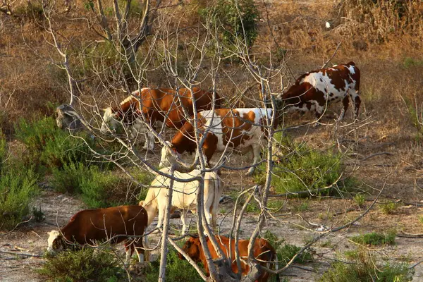 Uma vaca está pastando em um prado — Fotografia de Stock