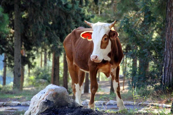 Bir inek çayırda otluyor. — Stok fotoğraf