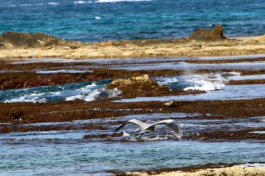 İsrail 'in kuzeyindeki Akdeniz kıyısında. 