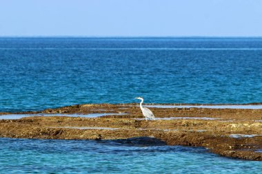 İsrail 'in kuzeyindeki Akdeniz kıyısında. 