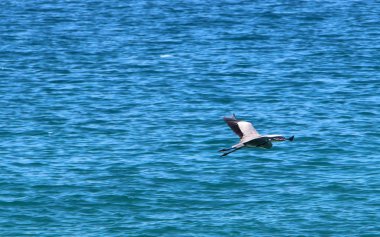 İsrail 'in kuzeyindeki Akdeniz kıyısında. 