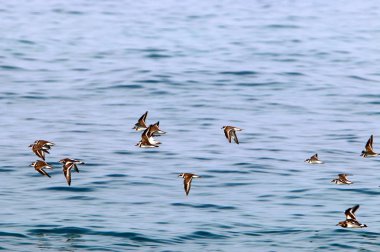 İsrail 'in kuzeyindeki Akdeniz kıyısında. 