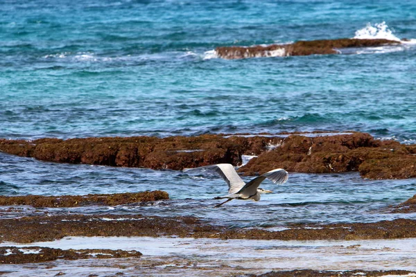 İsrail 'in kuzeyindeki Akdeniz kıyısında. 