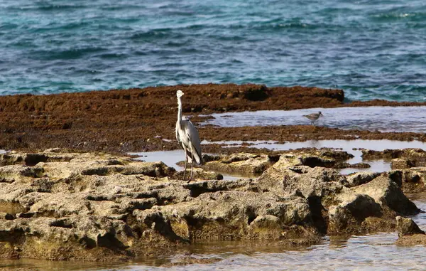 İsrail 'in kuzeyindeki Akdeniz kıyısında. 