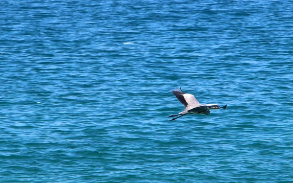 İsrail 'in kuzeyindeki Akdeniz kıyısında. 