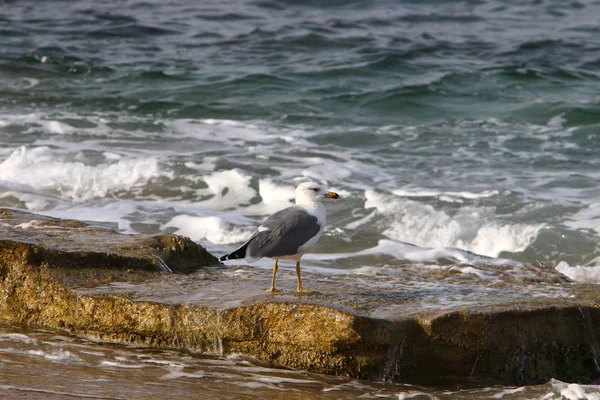 Côte Mer Méditerranée Nord Israël — Photo