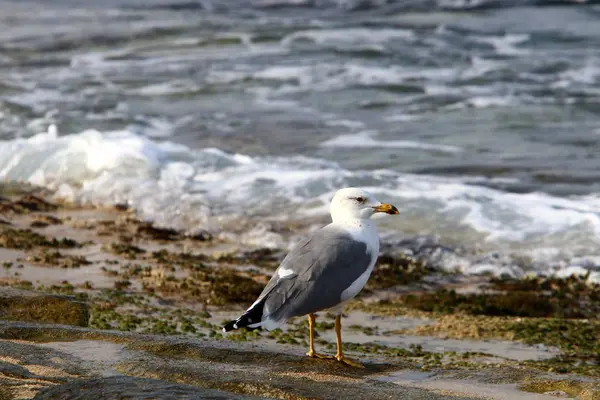 Costa Mar Mediterrâneo Norte Israel — Fotografia de Stock