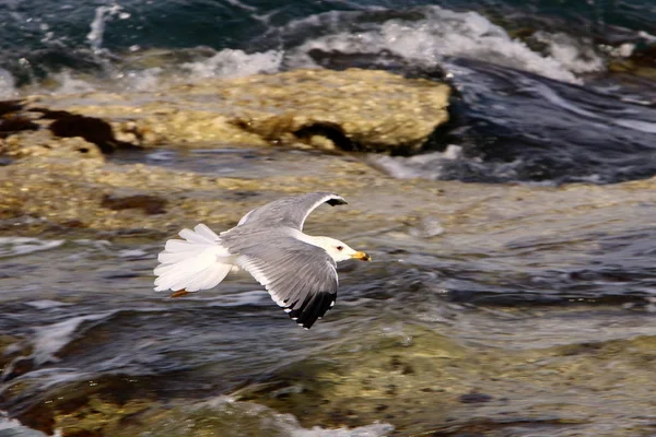 Côte Mer Méditerranée Nord Israël — Photo