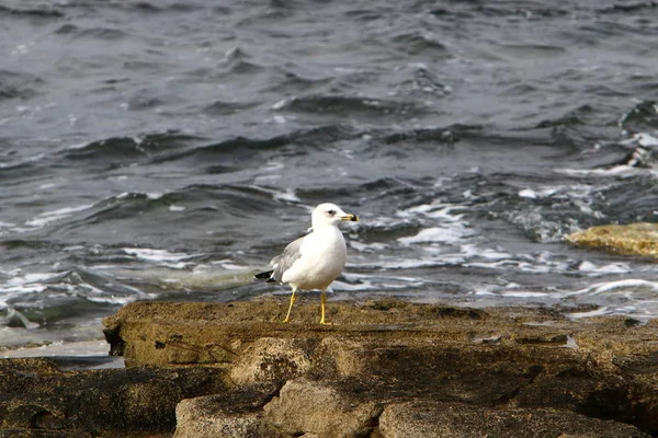 Côte Mer Méditerranée Nord Israël — Photo