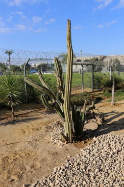 parkta bir büyük ve dikenli kaktüs büyüdü 