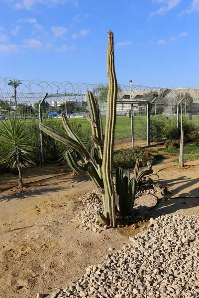 parkta bir büyük ve dikenli kaktüs büyüdü 