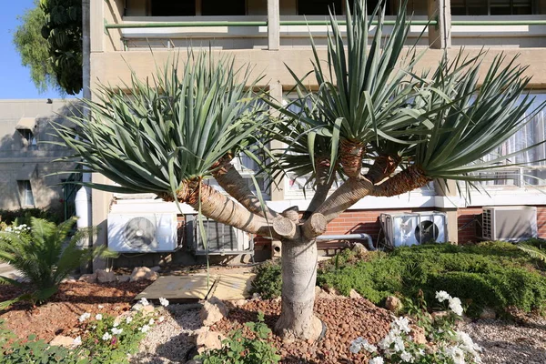 parkta bir büyük ve dikenli kaktüs büyüdü 