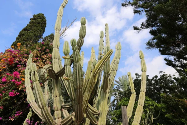 Dans Parc Grandi Grand Cactus Épineux — Photo