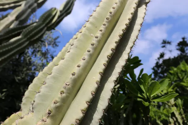 Parque Creció Cactus Grande Espinoso —  Fotos de Stock