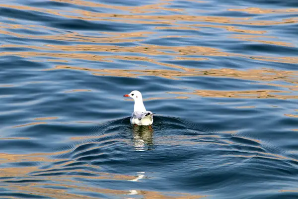 Oever Van Het Meer Kinneret Tiberias Lake Zoetwatermeer Het Noord — Stockfoto