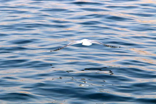 Orilla Del Lago Kinneret Lago Tiberias Lago Agua Dulce Noreste — Foto de Stock