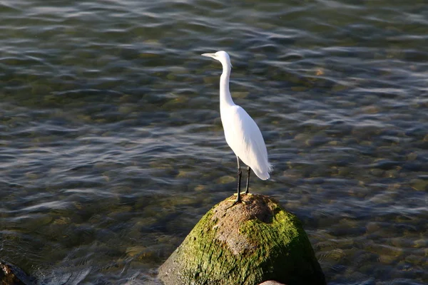 Kinneret Tiberias Édesvizű Észak Keleti Részén Izrael — Stock Fotó