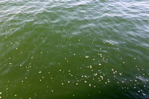 Oever Van Het Meer Kinneret Tiberias Lake Zoetwatermeer Het Noord — Stockfoto